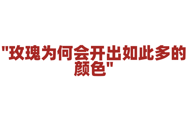 "玫瑰为何会开出如此多的颜色"